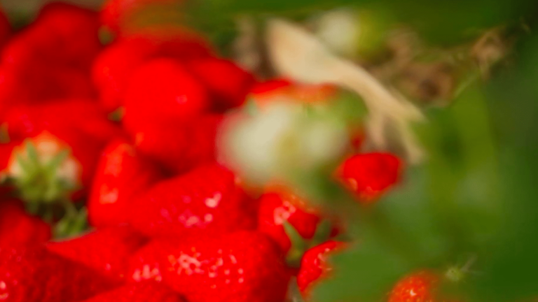 strawberry, the candy of Périgord