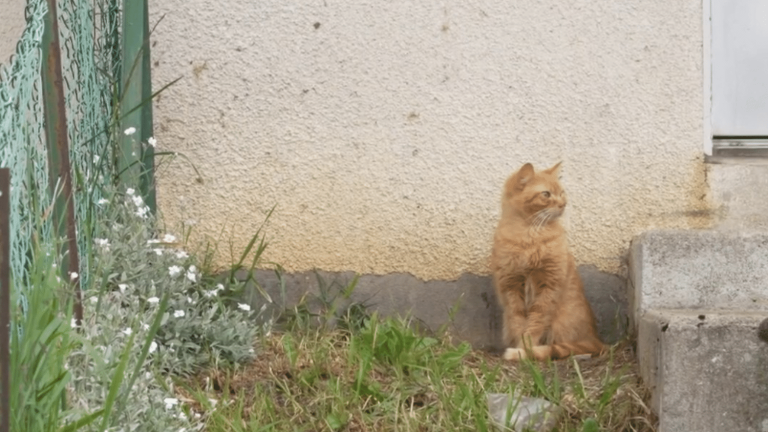 stray cats are causing trouble in certain communities