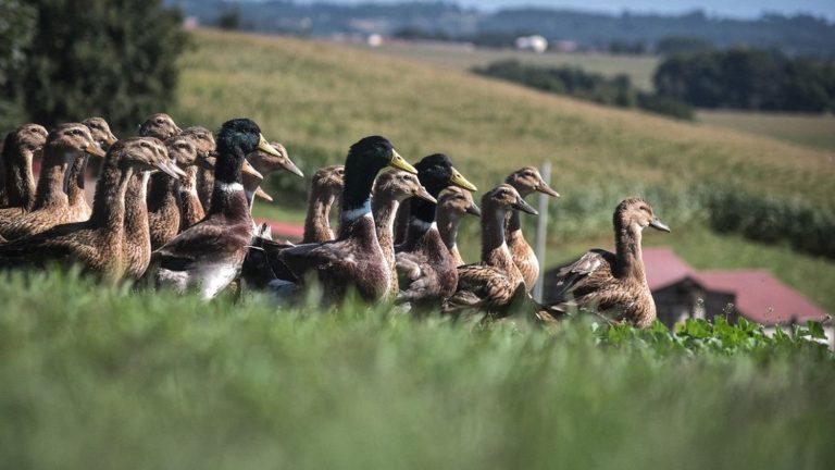 the French authorities remain attentive to the evolution of avian flu in the world