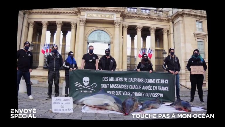 the battles of Sea Shepherd France