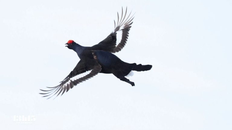 the black grouse on the verge of extinction in the lens of the young star of wildlife photography Jérémie Villet