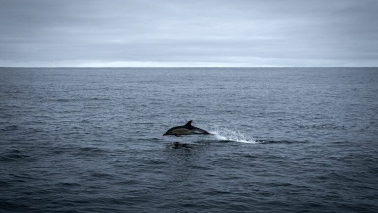 the international treaty for the protection of the high seas soon to be ratified by France?