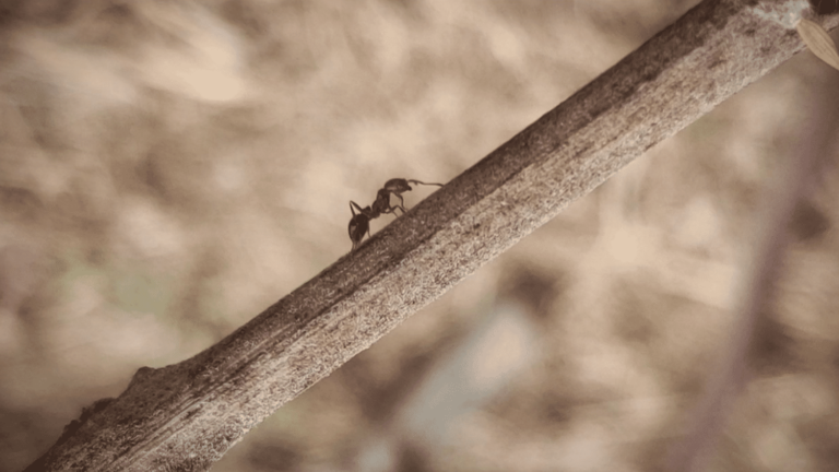 the proliferation of fire ants harms biodiversity