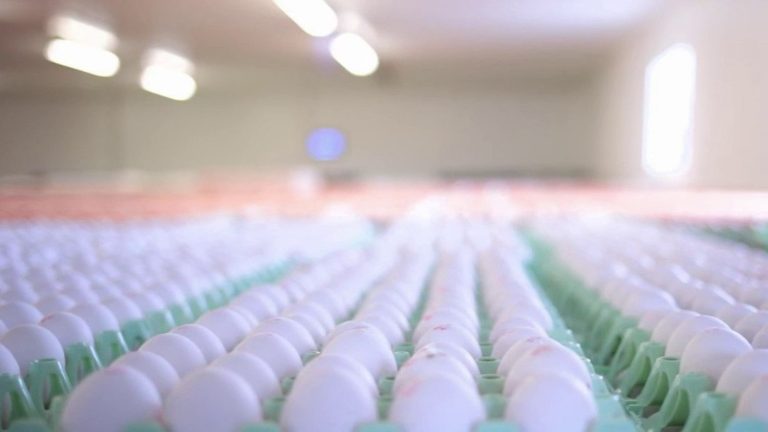 this company gives a second life to eggshells