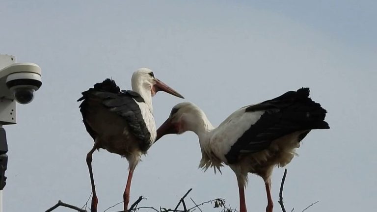 two star storks under the eye of thousands of Internet users