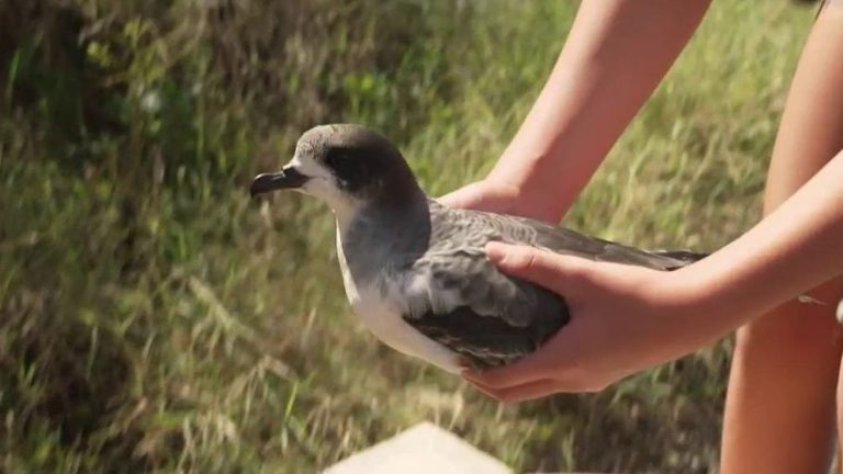 volunteers try to protect fauna and flora