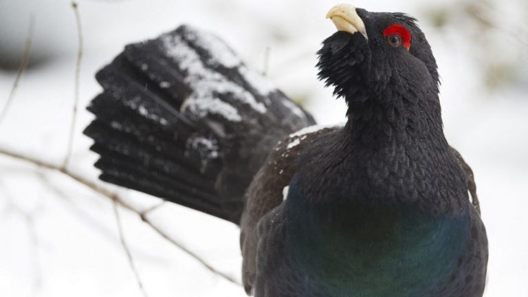 why associations oppose the reintroduction of the capercaillie in the Vosges