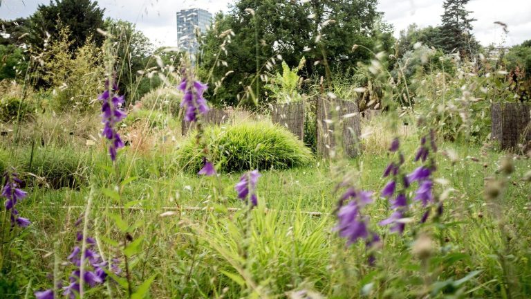 why specialists recommend no longer mowing the lawn in May