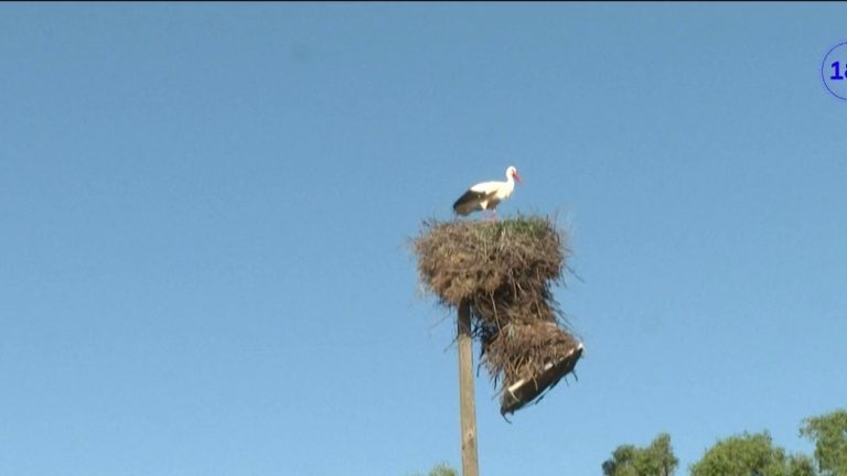 why storks are migrating less and less to Africa