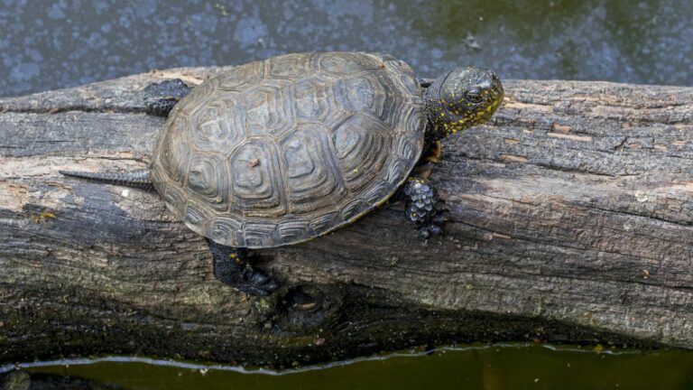 A rare and endangered turtle was saved by hunters from Loire-Atlantique