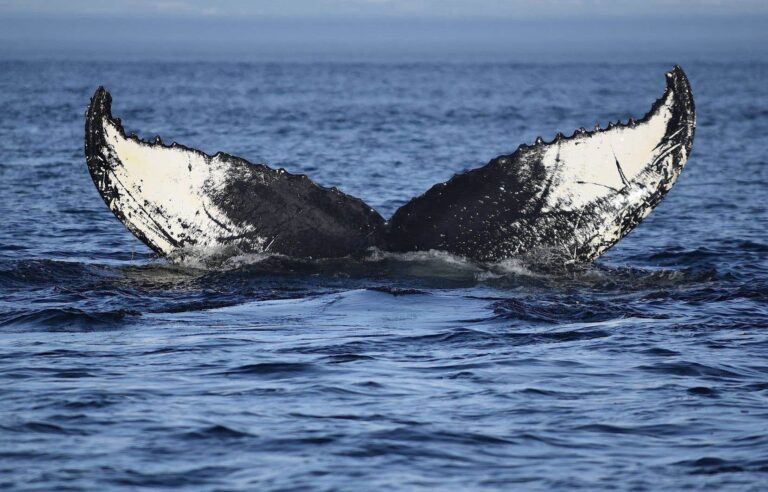 A star St. Lawrence whale condemned to death?