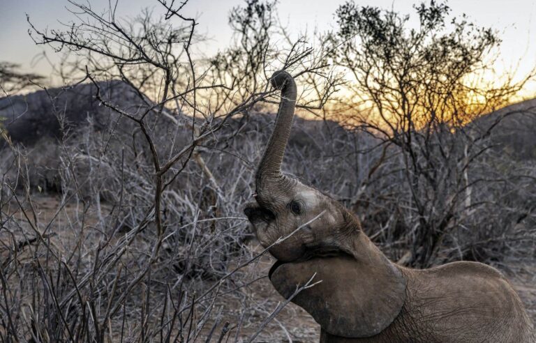 A study in Kenya shows that elephants call each other by name