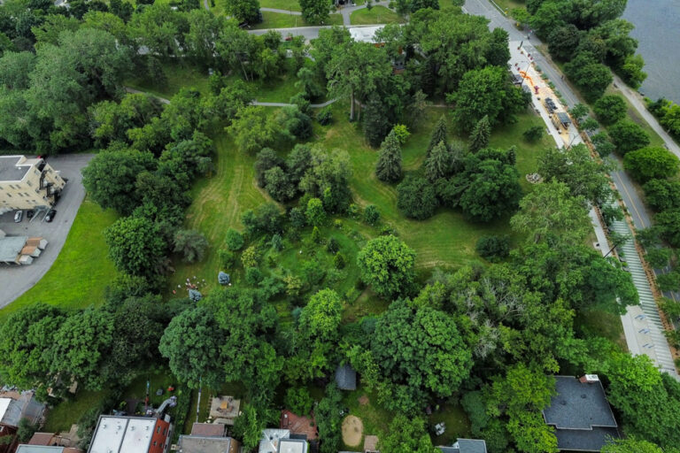 According to a study |  Tree cover protects children from pollen-related asthma