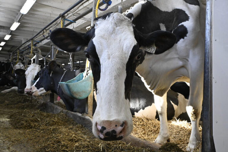 Authorities are closely monitoring the rise of bird flu in the United States