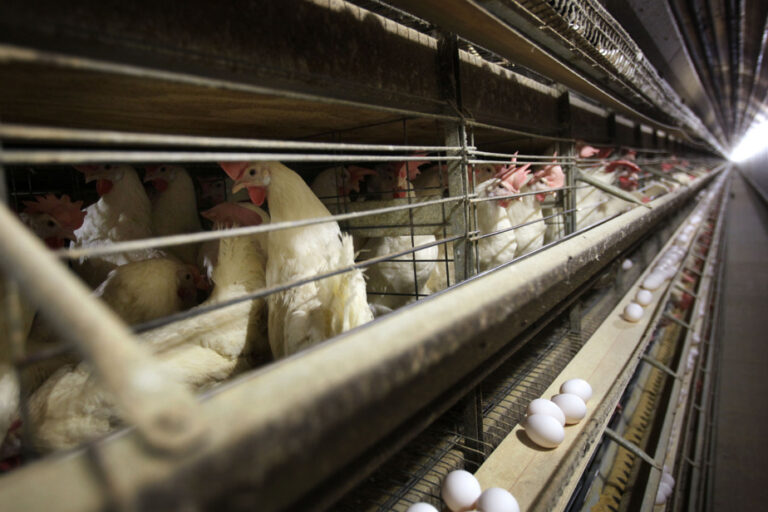 Avian flu shows a world not sufficiently prepared for future pandemics