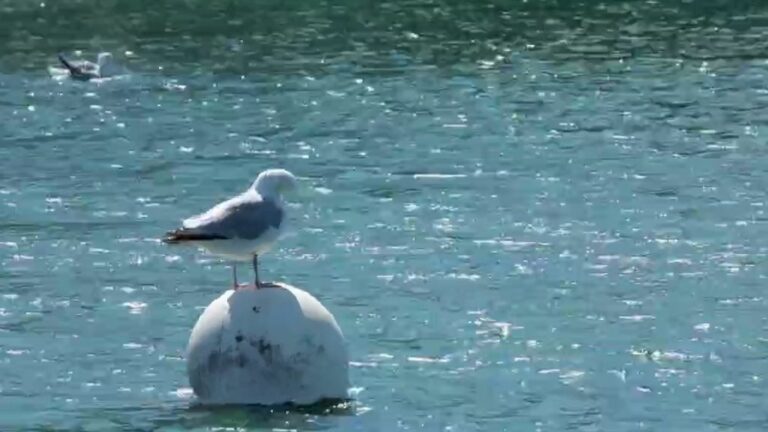 Bird proliferation is a headache for coastal cities