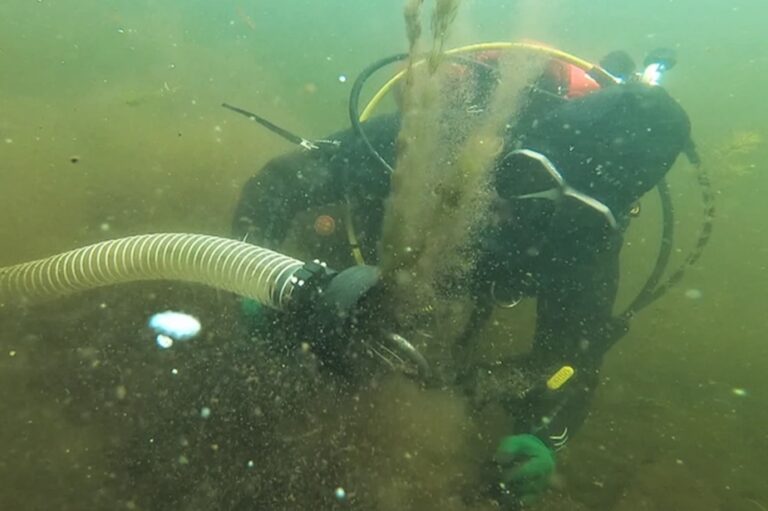 Blue planet, green ideas / Eurasian watermilfoil |  An unequal fight against the invader of the lakes