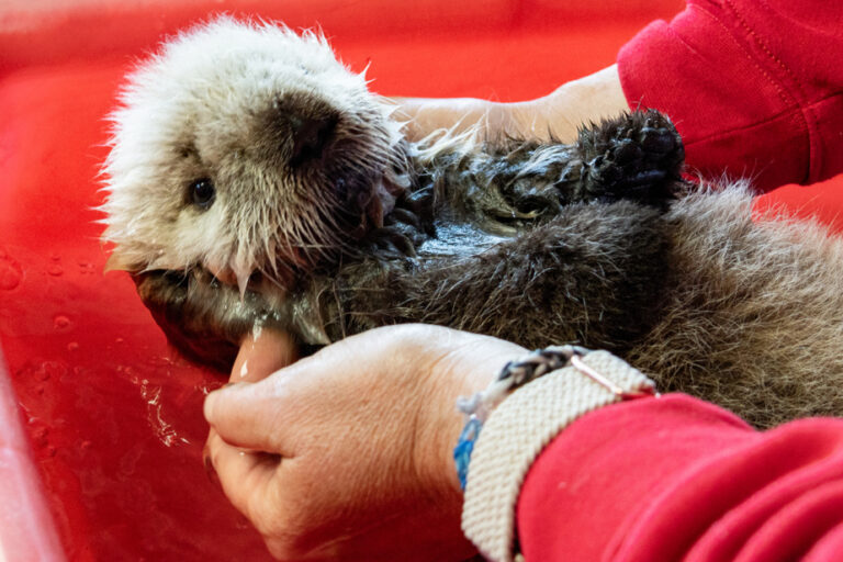 British Columbia |  A few weeks old baby sea otter was rescued