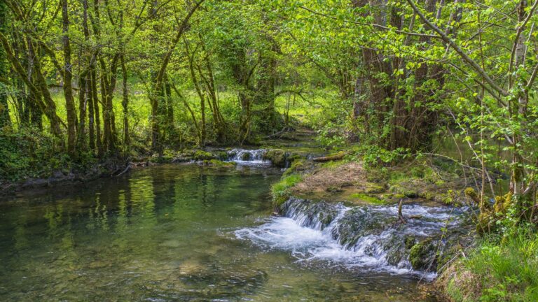 Butterflies, fish, spiders… In France, more than half of threatened species are not protected