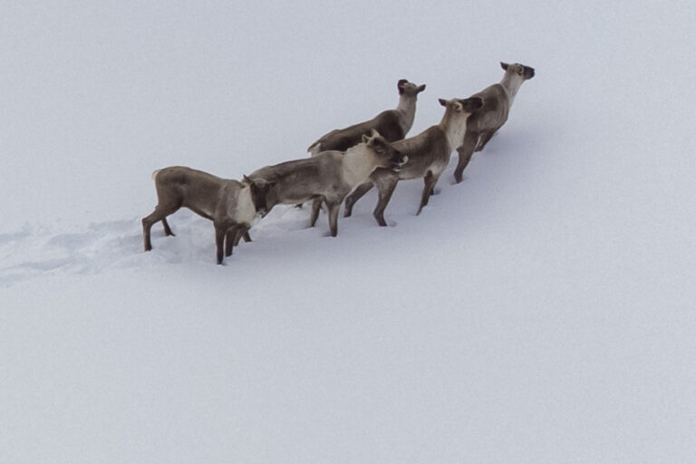 Caribou protection |  Ottawa could intervene this week