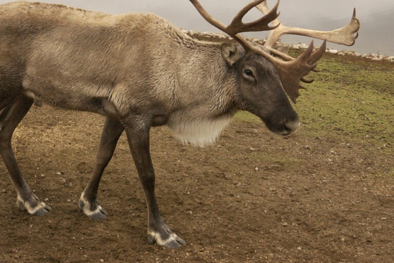 Caribou protection |  Ottawa’s decree would cause the loss of 2,400 to 30,000 jobs, Quebec estimates