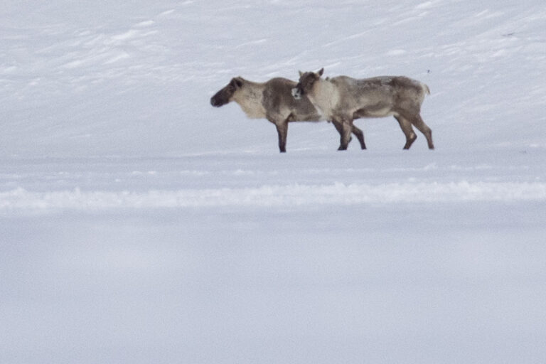 Caribou protection |  Quebec will be two months after the imposition of an emergency decree by Ottawa