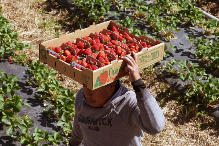 Consumption |  Quebec strawberries mishandled