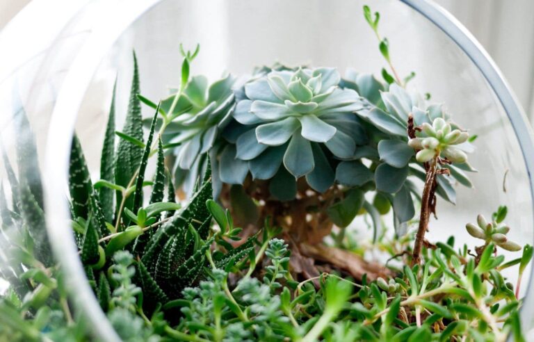 Create your terrarium |  The duty