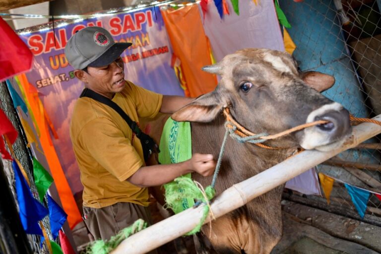 Eid sacrifice |  A cow massage parlor in Indonesia