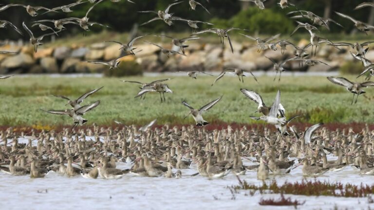 European Union countries give final green light to adoption of nature restoration law