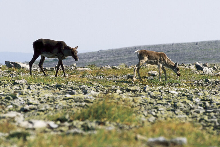 Extended consultation |  Quebec further postpones caribou protection