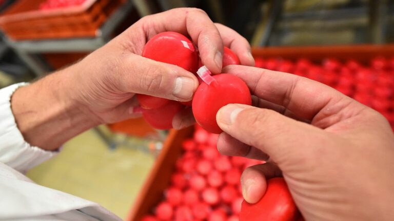 Faced with the success of the Mini Babybel, the Bel factory in Mayenne will move into continuous production and is recruiting