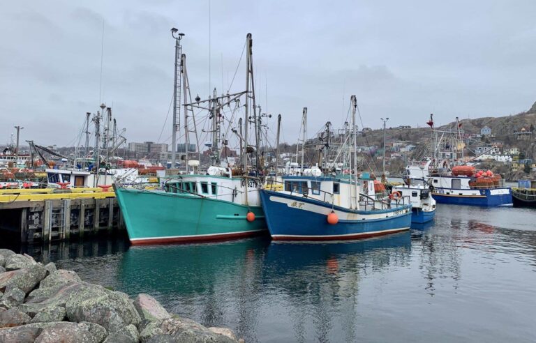 Federal government ends moratorium on cod fishing off Newfoundland and Labrador coast