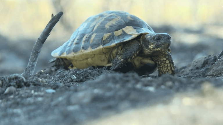 Fire in the Var: rescue of Hermann’s tortoises