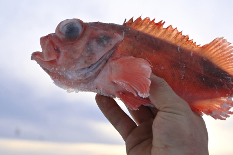 Fishing in the Gulf of St. Lawrence |  Redfish quotas called into question