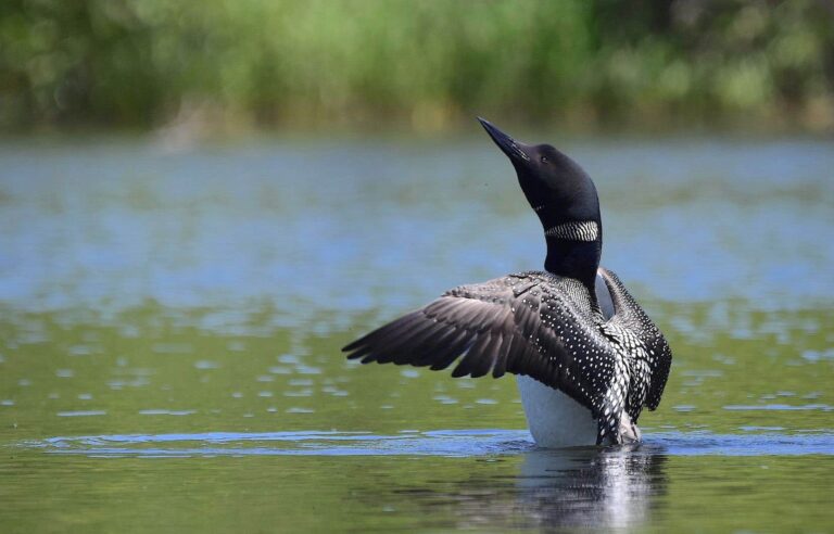 Five solutions to help Quebec’s bird populations