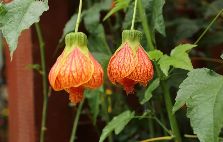 Flowering plants for a colorful garden