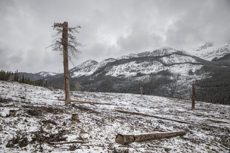 Forest fires |  Loggers in Banff to save the national park