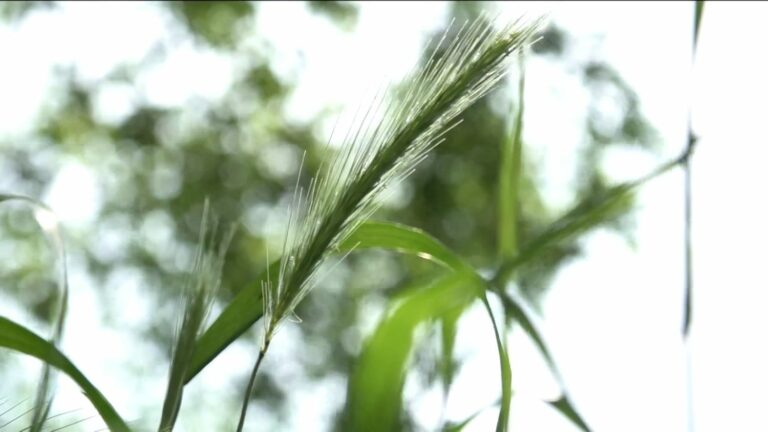 France on red pollen alert