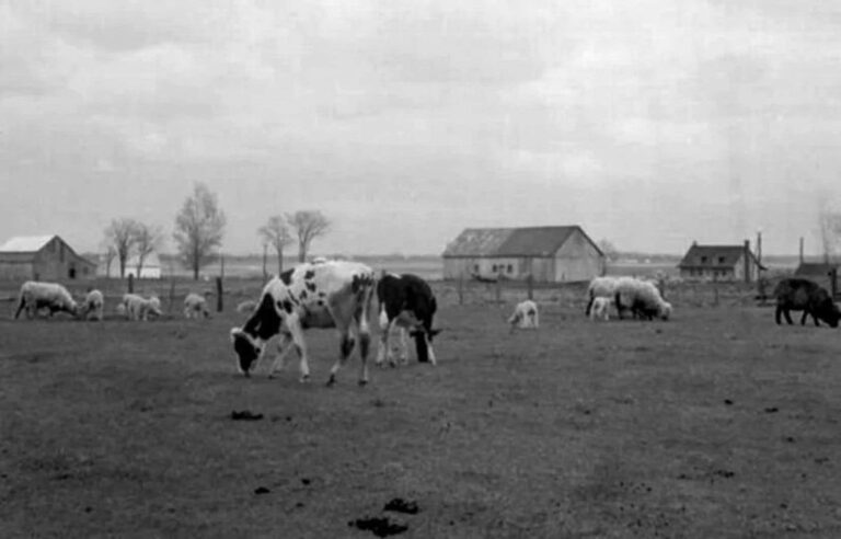 Growing up on a farm… in Montreal