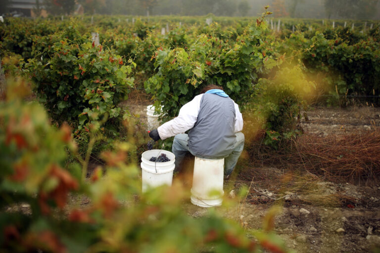 Harvest in France |  Avoiding “abuses” towards seasonal workers in Champagne