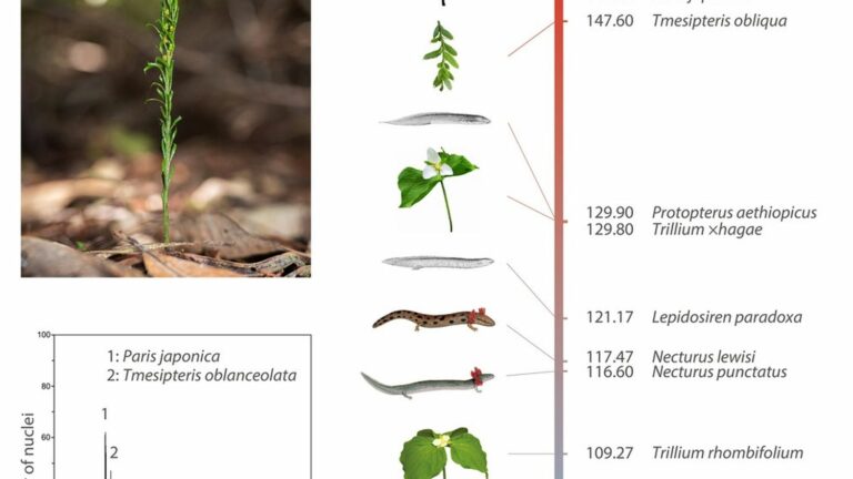 Here is the living being with the largest genome ever discovered