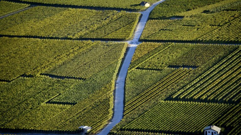 In Switzerland, exposure to pesticides will be tested on 300 school children among the vineyards