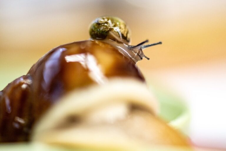 Japan |  A unique Burgundy snail farm in the world