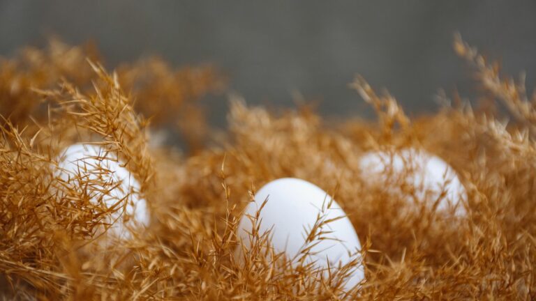 Japanese scientists created the first allergy-safe chicken egg