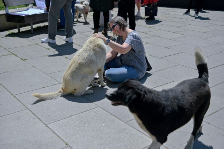 Kosovo |  A monthly bonus for adopting a stray dog