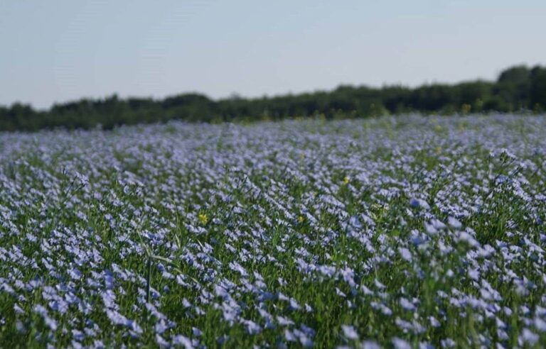 Local oils, from farm to table