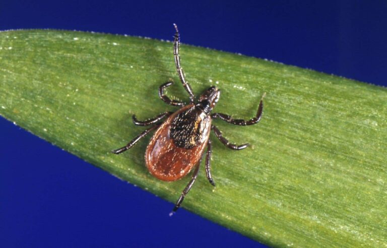 Lyme disease still on the rise