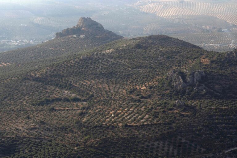 Olive oil | The sector in search of solutions to climate change