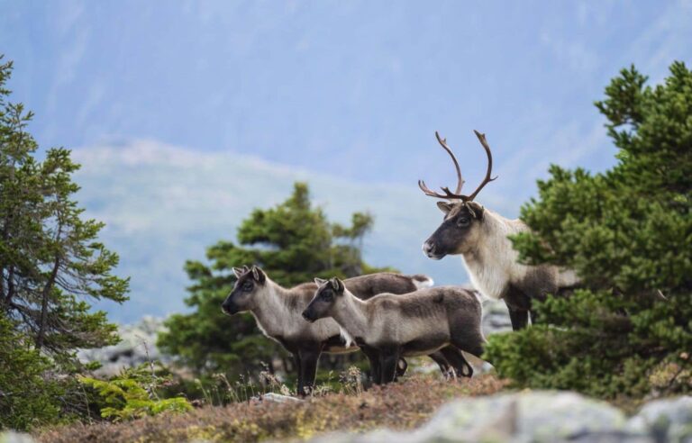 Pierre Poilievre is outraged by the idea of ​​decreeing the protection of caribou